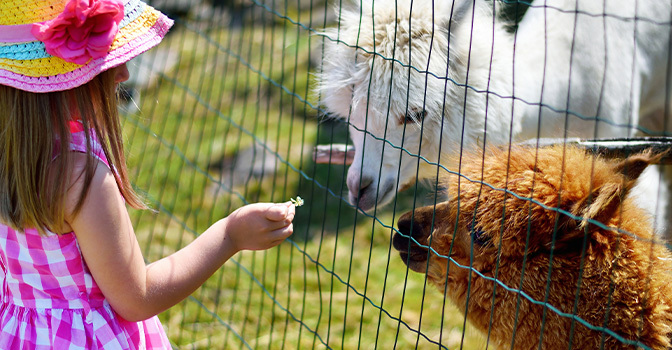 Redenen waarom jij een alpacaboerderij móét bezoeken