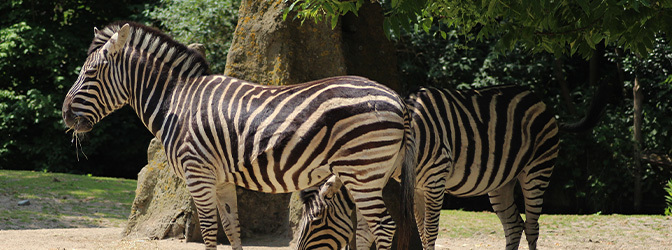 672 x 250 Zebra's bij Diergaarde Blijdorp Rotterdam