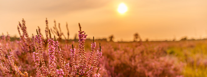 672 x 250 Loonse en Drunense Duinen zonsondergang